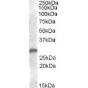abx430499 (1 µg/ml) staining of human kidney lysate (35 µg protein in RIPA buffer). Primary incubation was 1 hour. Detected by chemiluminescence.