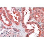 abx430504 (3.8 µg/ml staining of paraffin embedded Human Kidney. Steamed antigen retrieval with citrate buffer pH 6, AP-staining.