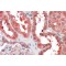 Cyt19 Antibody