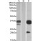 Dual Adaptor of Phosphotyrosine And 3-Phosphoinositides 1 (DAPP1) Antibody
