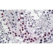abx430506 (5 µg/ml staining of paraffin embedded Human Human Testis. Steamed antigen retrieval with citrate buffer pH 6, AP-staining.