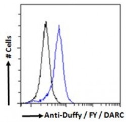 Atypical Chemokine Receptor 1 (ACKR1) Antibody