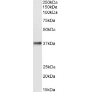 abx430507 (0.3 µg/ml) staining of Human Liver lysate (35 µg protein in RIPA buffer). Detected by chemiluminescence.