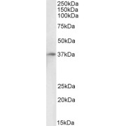 Western blot analysis of Human Liver lysate (35 µg protein in RIPA buffer) using biotin-conjugated Atypical Chemokine Receptor 1 (ACKR1) Antibody (0.1 µg/ml, 1 hour). Detected by chemiluminescence, using streptavidin-HRP and using NAP blocker as a substitute for skimmed milk.