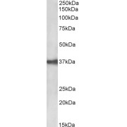 abx430513 (0.03 µg/ml) staining of CACO-2 lysate (35 µg protein in RIPA buffer). Primary incubation was 1 hour. Detected by chemiluminescence.