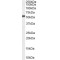 FACE1 Antibody