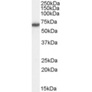 HEK293 overexpressing Fanconi Anemia Group G Protein (FANCG) and probed with abx430518 (mock transfection in first lane).