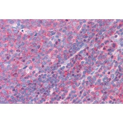 FBP17 Antibody