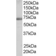 abx430520 staining (0.25 µg/ml) of Human Testis lysate (RIPA buffer, 35 µg total protein per lane). Primary incubated for 1 hour. Detected by chemiluminescence.