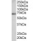 FBP17 Antibody