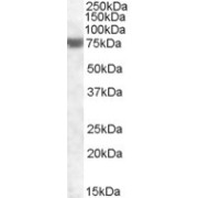 abx430521 (1 µg/ml) staining of Human Heart lysate (35 µg protein in RIPA buffer). Primary incubation was 1 hour. Detected by chemiluminescence.