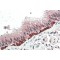 Forkhead Box Protein I3 (FOXI3) Antibody