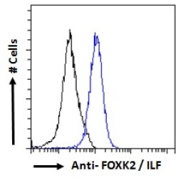 ILF (Isoform 1) Antibody
