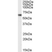 abx430530 (1 µg/ml) staining of K562 cell lysate (35 µg protein in RIPA buffer). Primary incubation was 1 hour. Detected by chemiluminescence.