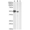 Forkhead Box Protein P3 (FOXP3) Antibody