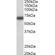 abx430534 (1 µg/ml) staining of Mouse Brain lysate (35 µg protein in RIPA buffer). Primary incubation was 1 hour. Detected by chemiluminescence.