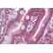 Fructose Transporter / GLUT5 (SLC2A5) Antibody