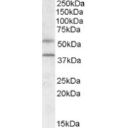 abx430538