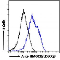 3-Hydroxy-3-Methylglutaryl-CoA Reductase (HMGCR) Antibody