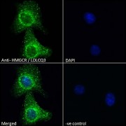 Immunofluorescence analysis of paraformaldehyde fixed A549 cells, permeabilized with 0.15% Triton. Primary incubation 1hr (10 µg/ml) followed by AF488 secondary antibody (2 µg/ml), showing endoplasmic reticulum and vesicle staining. The nuclear stain is DAPI (blue). Negative control: Unimmunized goat IgG (10 µg/ml) followed by AF488 secondary antibody (2 µg/ml).
