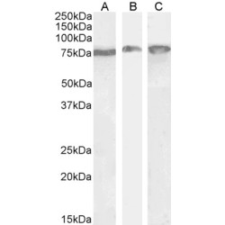 Endoplasmic Reticulum Chaperone BiP (HSPA5) Antibody