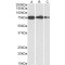 Endoplasmic Reticulum Chaperone BiP (HSPA5) Antibody