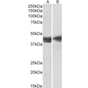 abx430549