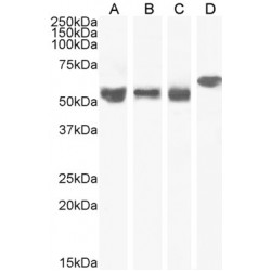 Importin Subunit Alpha-3 (KPNA4) Antibody