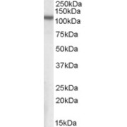 abx430562 (0.3 µg/ml) staining of Human Brain (Cerebral Cortex) lysate (35 µg protein in RIPA buffer). Primary incubation was 1 hour. Detected by chemiluminescence.