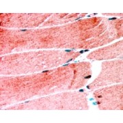IHC-P analysis of Human skeletal msucle tissue, using abx430565 (1.25 µg/ml). Steamed antigen retrieval with citrate buffer pH 6, AP-staining.