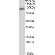 abx430567 (0.3 µg/ml) staining of Human Amygdala lysate (35 µg protein in RIPA buffer). Primary incubation was 1 hour. Detected by chemiluminescence.