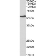 abx430574 (1 µg/ml) staining of HepG2 lysate (35 µg protein in RIPA buffer). Primary incubation was 1 hour. Detected by chemiluminescence.