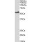 Nuclear Receptor Subfamily 5 Group A Member 2 (NR5A2) Antibody