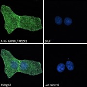 Immunofluorescence analysis of paraformaldehyde fixed U2OS cells, permeabilized with 0.15% Triton. Primary incubation 1hr (10 µg/ml) followed by AF488 secondary antibody (2 µg/ml), showing plasma membrane and cytoplasmic staining. The nuclear stain is DAPI (blue). Negative control: Unimmunized goat IgG (10 µg/ml) followed by Alexa Fluor 488 secondary antibody (2 µg/ml).