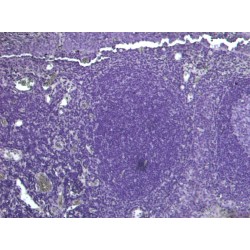 PDZ Domain-Containing Protein 2 (PDZD2) Antibody
