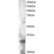 abx430580 staining (2 µg/ml) of HeLa lysate (RIPA buffer, 30 µg total protein per lane). Primary incubated for 1 hour. Detected by western blot using chemiluminescence.