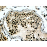abx430581 (4 µg/ml staining of paraffin embedded Human Testis. Steamed antigen retrieval with citrate buffer pH 6, HRP-staining.