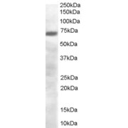 abx430582 (0.3 µg/ml) staining of human brain lysate (35 µg protein in RIPA buffer). Primary incubation was 1 hour. Detected by chemiluminescence.