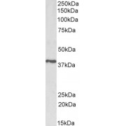 abx430587 (1 µg/ml) staining of Pig Testis lysate (35 µg protein in RIPA buffer). Primary incubation was 1 hour. Detected by chemiluminescence.