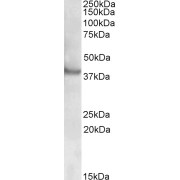 abx430589 (0.5 µg/ml) staining of Human Skeletal Muscle lysate (35 µg protein in RIPA buffer). Primary incubation was 1 hour. Detected by chemiluminescence.