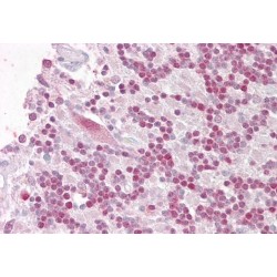 RING Finger Protein 36 (RNF36) Antibody