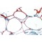 S3-12 Antibody