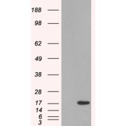 HEK293 overexpressing SH2D1A and probed with abx430601 (mock transfection in first lane).