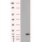 SH2 Domain Containing 1A (SH2D1A) Antibody