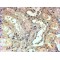 Transducin Beta Like 1X-Linked (TBL1X) Antibody