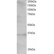 abx430614 staining (1.5 µg/ml) of 293 lysate (RIPA buffer, 30 µg total protein per lane). Primary incubated for 1 hour. Detected by western blot using chemiluminescence.