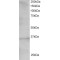 Transcription Factor 19 (TCF19) Antibody