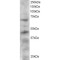 Telomeric Repeat-Binding Factor 1 (TERF1) Antibody