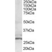 abx430619 (0.6 µg/ml) staining of HeLa lysate (35 µg protein in RIPA buffer). Primary incubation was 1 hour. Detected by chemiluminescence.
