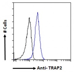 26S Proteasome Non-ATPase Regulatory Subunit 2 (PSMD2) Antibody
